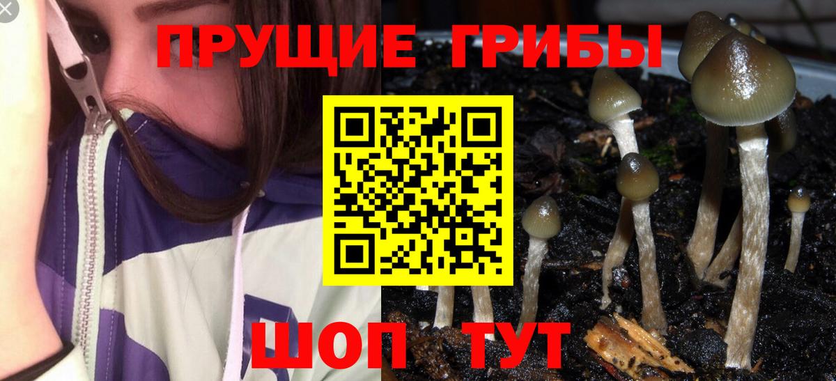 Псилоцибиновые грибы прущие грибы  Вход с VPN  цена наркотик  Псилоцибиновые грибы GOLDEN TEACHER  Пенза 